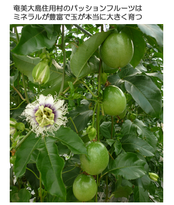 パッションフルーツの花（トケイ草）